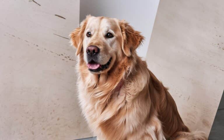 Quali sono le 12 razze di cani più intelligenti, con il più alto QI?