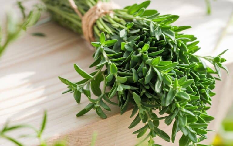 Questa pianta mediterranea può aiutarti se soffri di dolori articolari, mestruazioni dolorose o disturbi digestivi