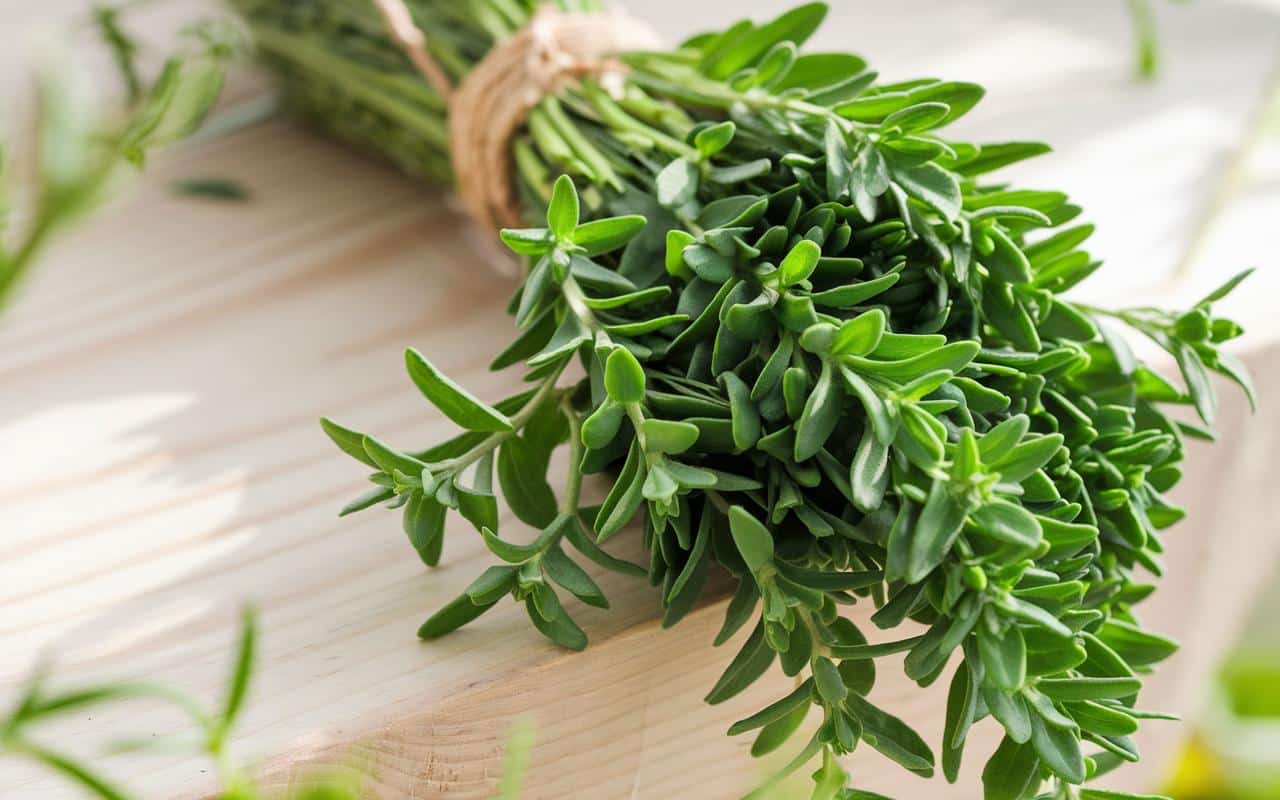 Questa pianta mediterranea può aiutarti se soffri di dolori articolari, mestruazioni dolorose o disturbi digestivi