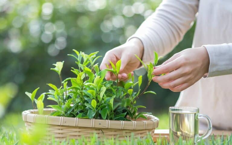 Questa pianta sconosciuta, pur presente in tutti i giardini, abbassa la pressione e dà energia